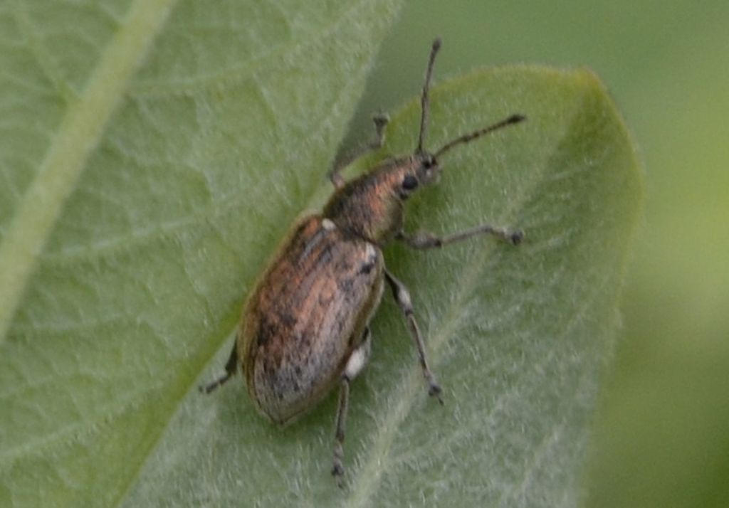 Curculionidi id.: Polydrusus marginatus